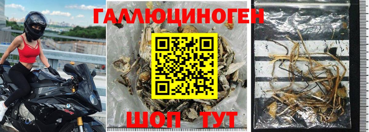 Галлюциногенные грибы Psilocybine cubensis Лангепас